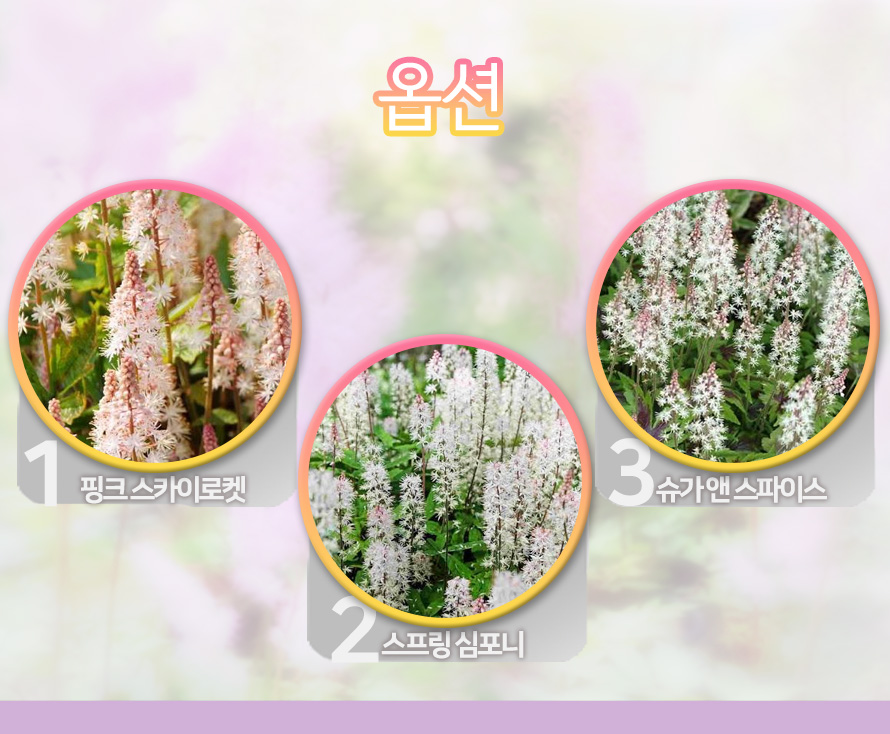 티아렐라_모음_46OCNODC_detail_options.jpg