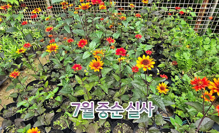 까칠하늘바라기_레드쉐이드_45JL_detail2.jpg