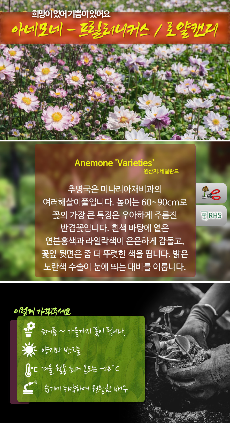 아네모네_모음_46APMYJN_detail.jpg