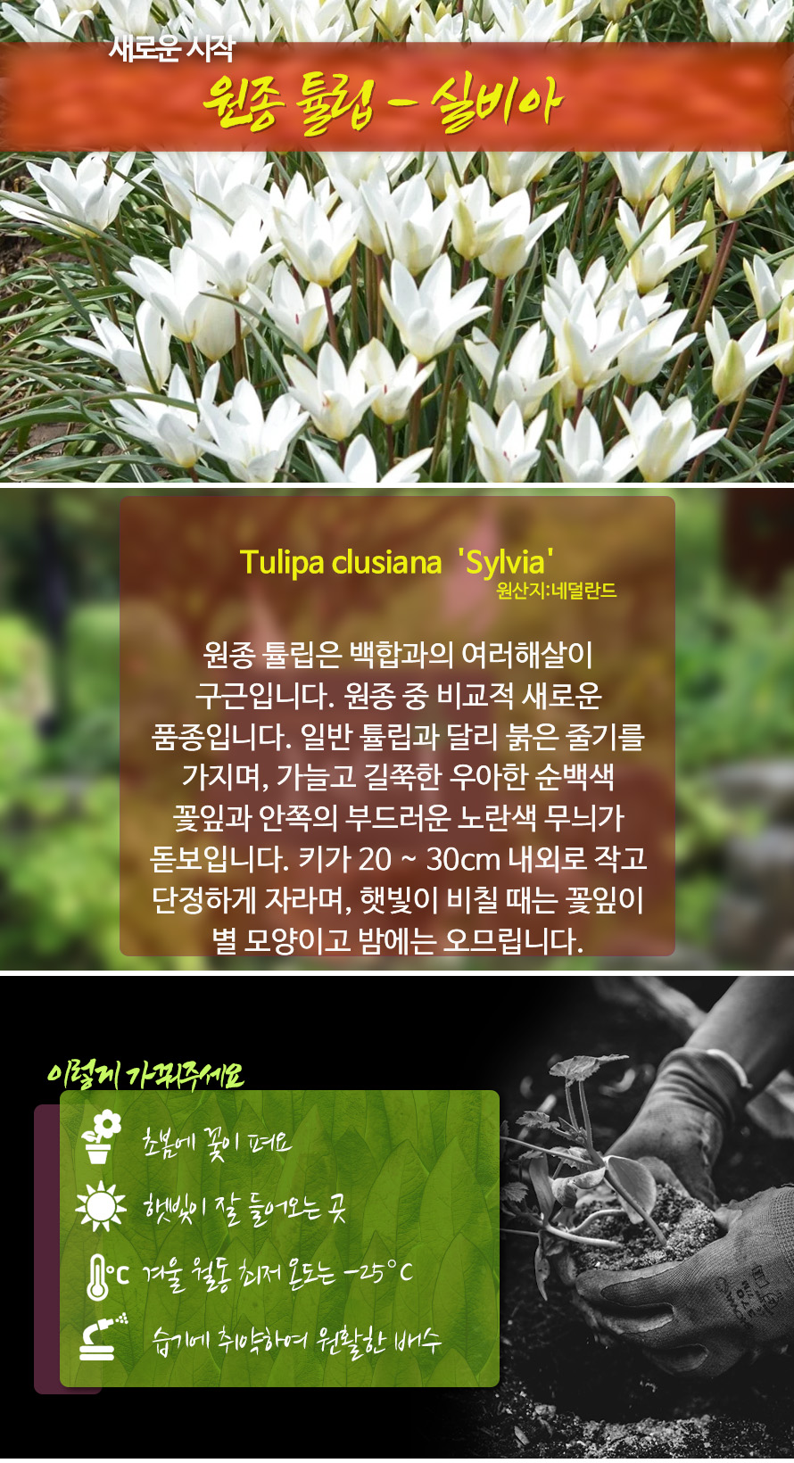 원종튤립_실비아_46JLAUST_detail.jpg