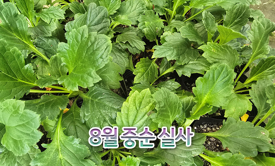돌마타리_45AU_detail2.jpg