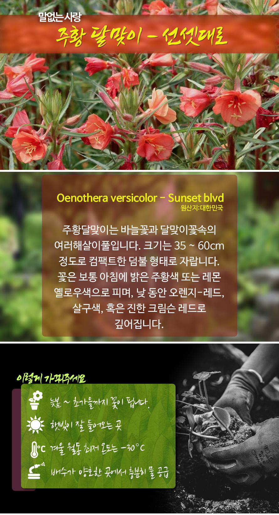 주황달맞이_선셋대로_46APMYJN_detail.jpg