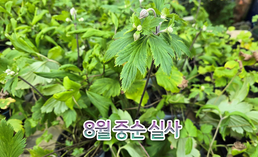 아네모네_러플드스완_45AU_detail2.jpg