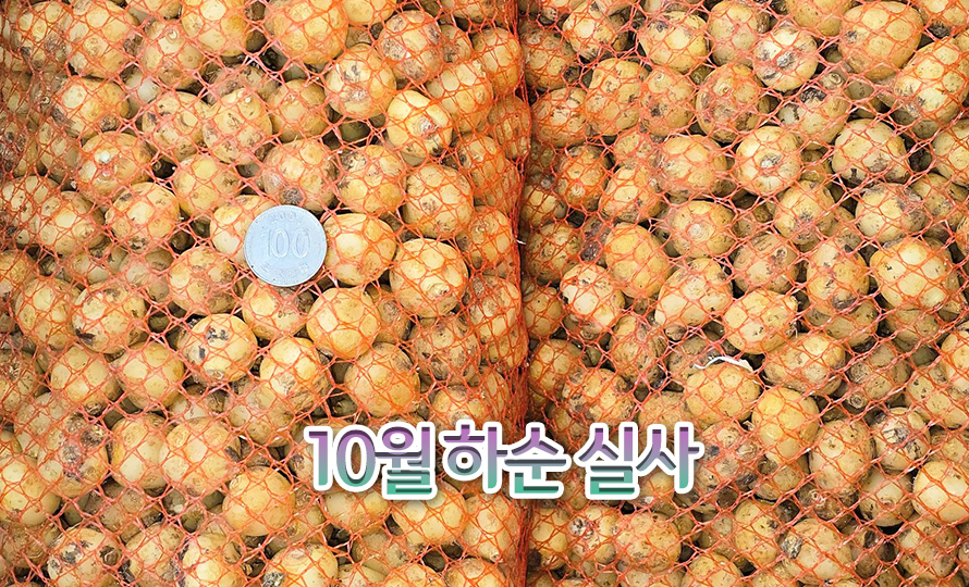 스패니쉬_블루벨_모음_45STOC_detail2.jpg