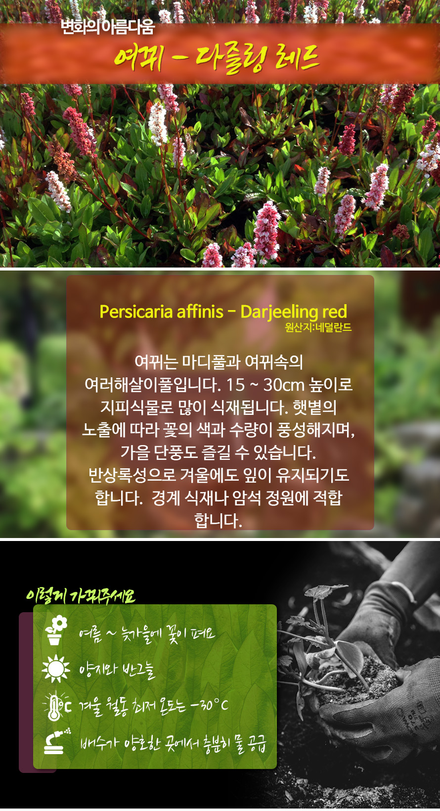 여뀌_다즐링레드_45AU_detail.jpg