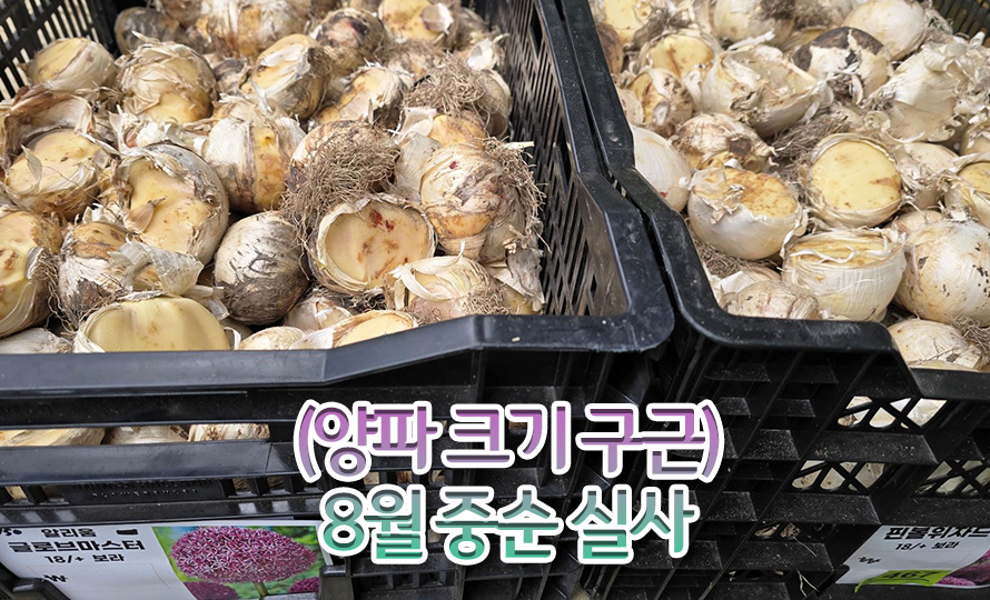 알리움_구근_모음_45ST_detail2.jpg