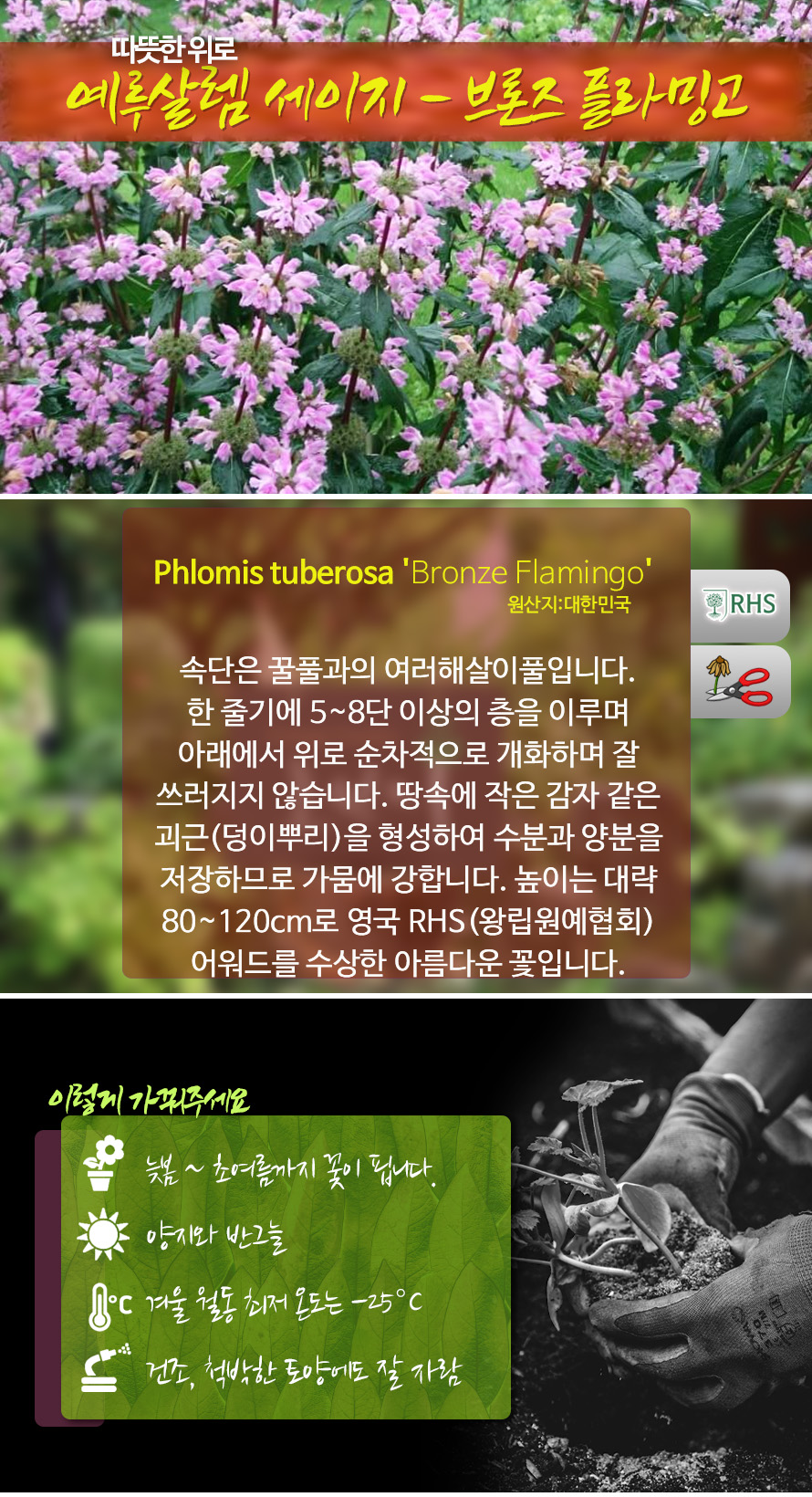속단_예루살렘세이지_46OCNODC_detail.jpg