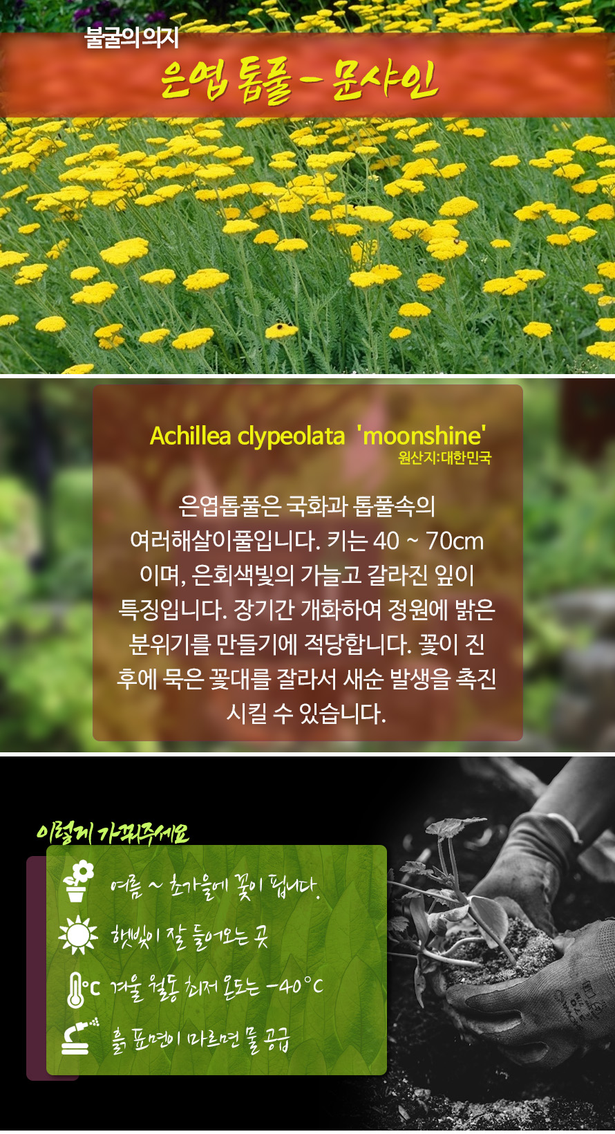 은엽톱풀_문샤인_46JAFBMA_detail.jpg