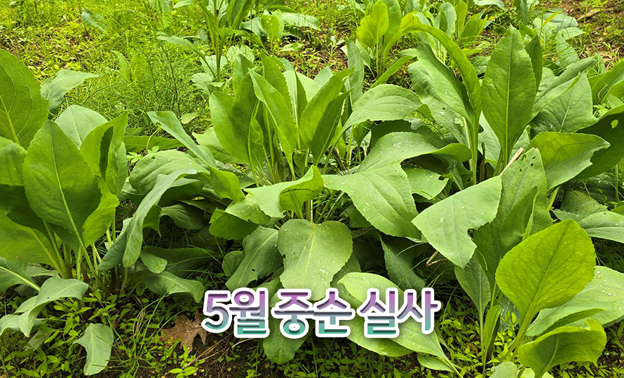 루드베키아_맥시마_45MY_detail2.jpg