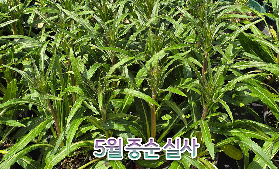 주황달맞이_선셋대로_46APMYJN_detail2.jpg