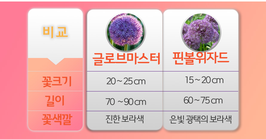 알리움_구근_모음_45ST_detail3.jpg