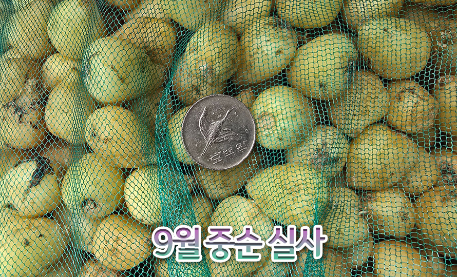 스패니쉬_블루벨_모음_46JLAUST_detail2.jpg