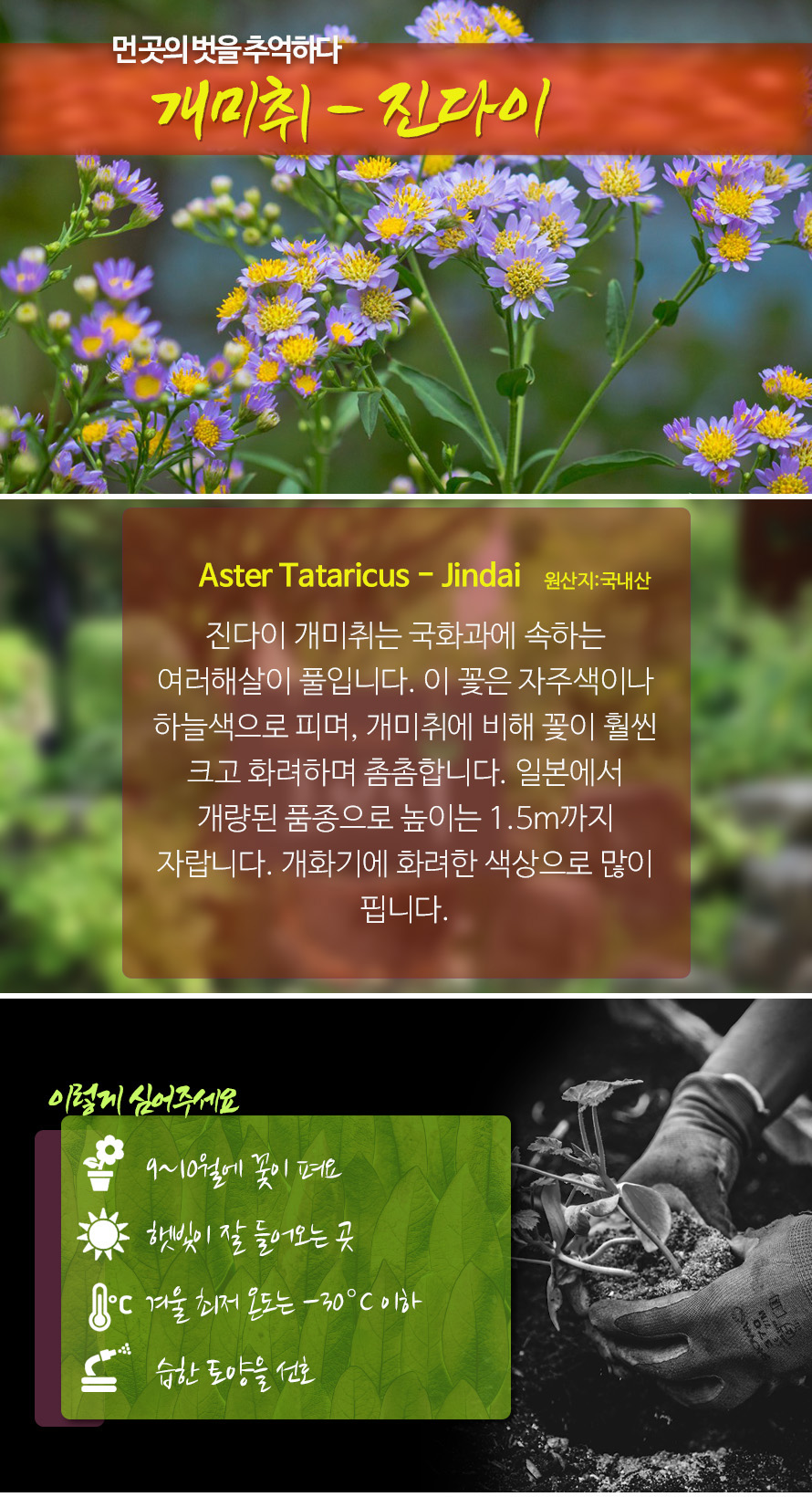 진다이개미취_jindai_46JLAUST_detail1.jpg
