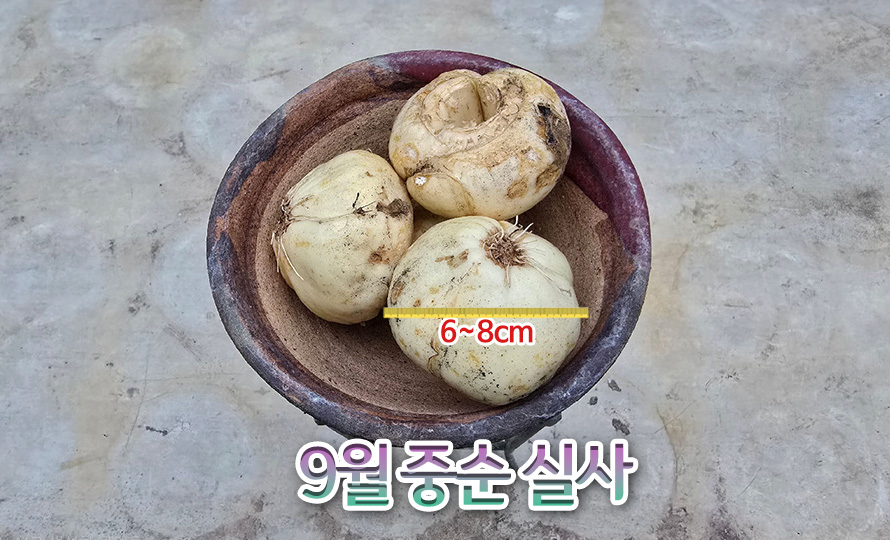 왕패모_모음_46JLAUST_detail2.jpg