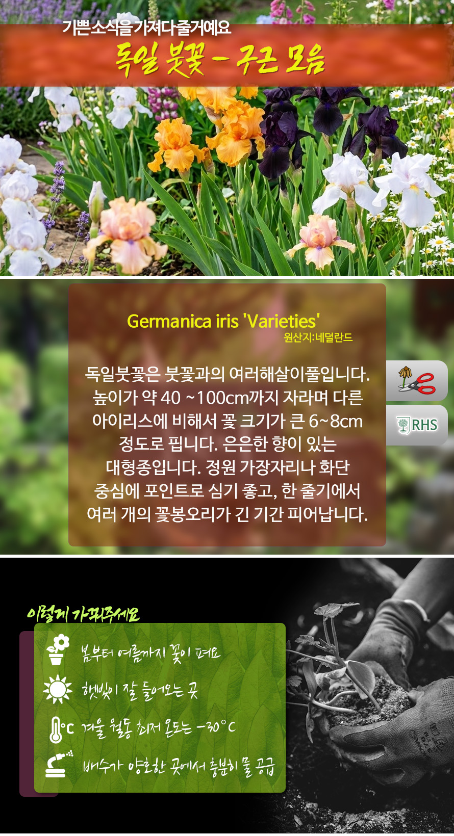 독일붓꽃_모음_46JLAUST_detail.jpg