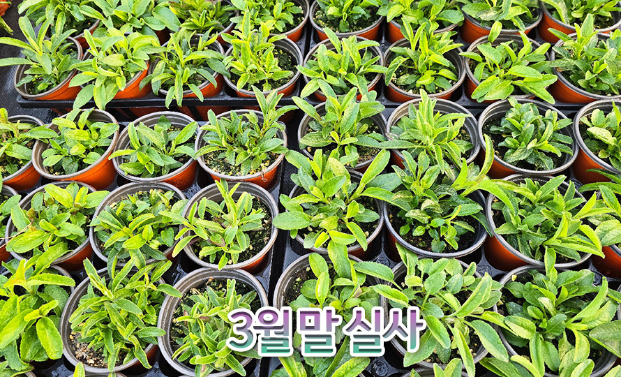 핑크꼬리풀_핑크고블린_46JAFBMA_detail2.jpg