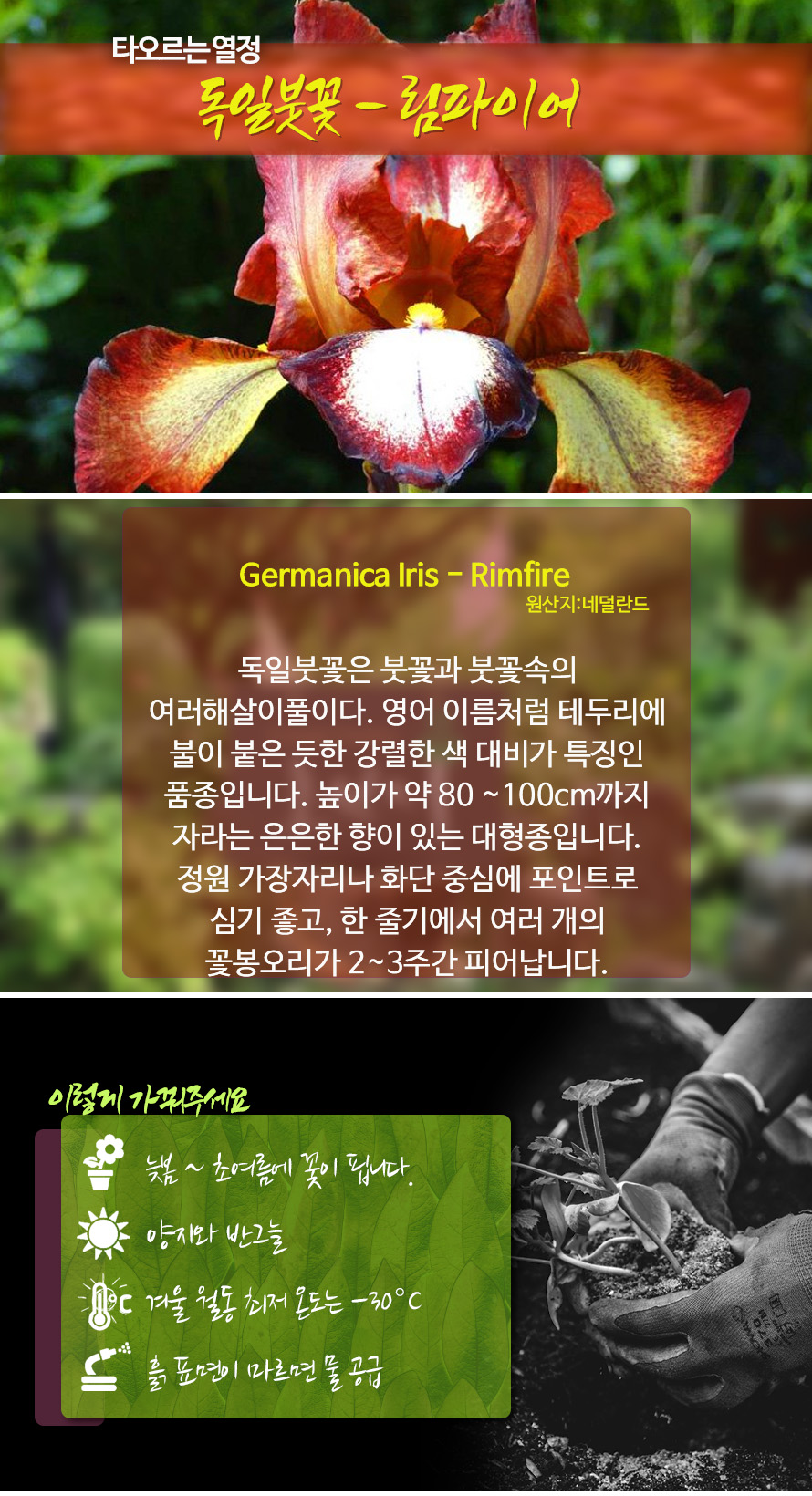 독일붓꽃_림파이어_46JAFBMA_detail.jpg