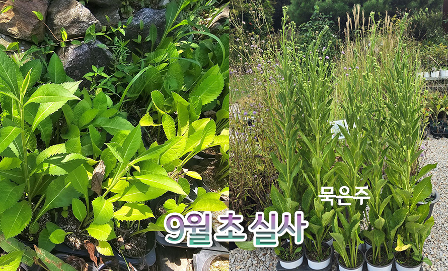 진다이개미취_jindai_detail2.jpg