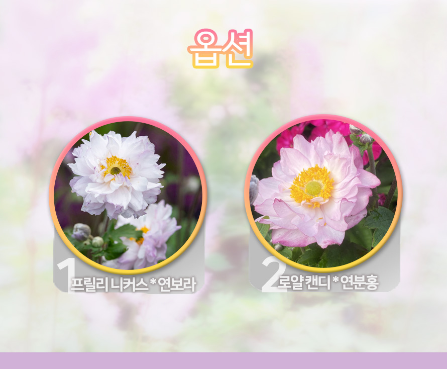 아네모네_모음_46APMYJN_detail_options.jpg