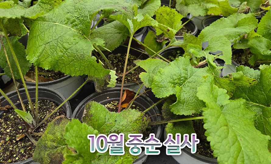 속단_예루살렘세이지_46OCNODC_detail2.jpg
