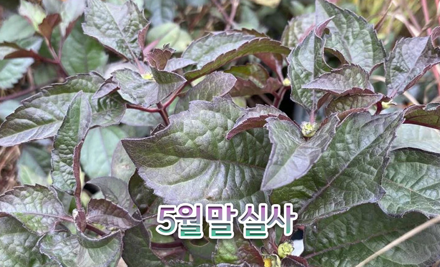 하늘바라기_모음_45MY_detail2.jpg