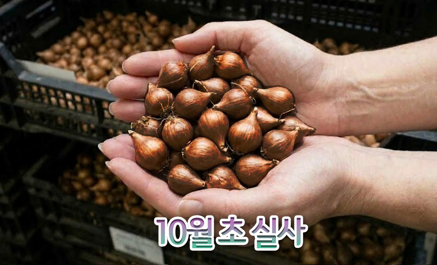 원종튤립_실비아_46JLAUST_detail2.jpg