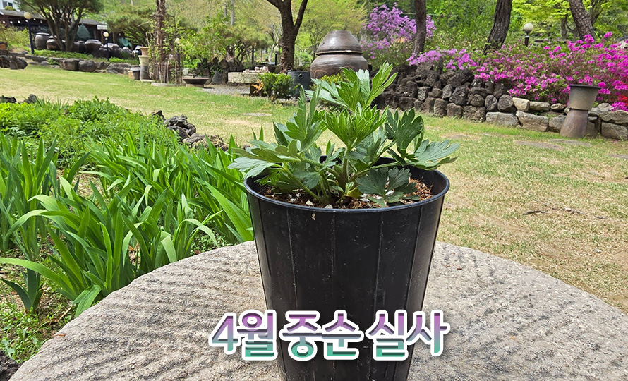 바람꽃_마젤라니카_46JAFBMA_detail2.jpg