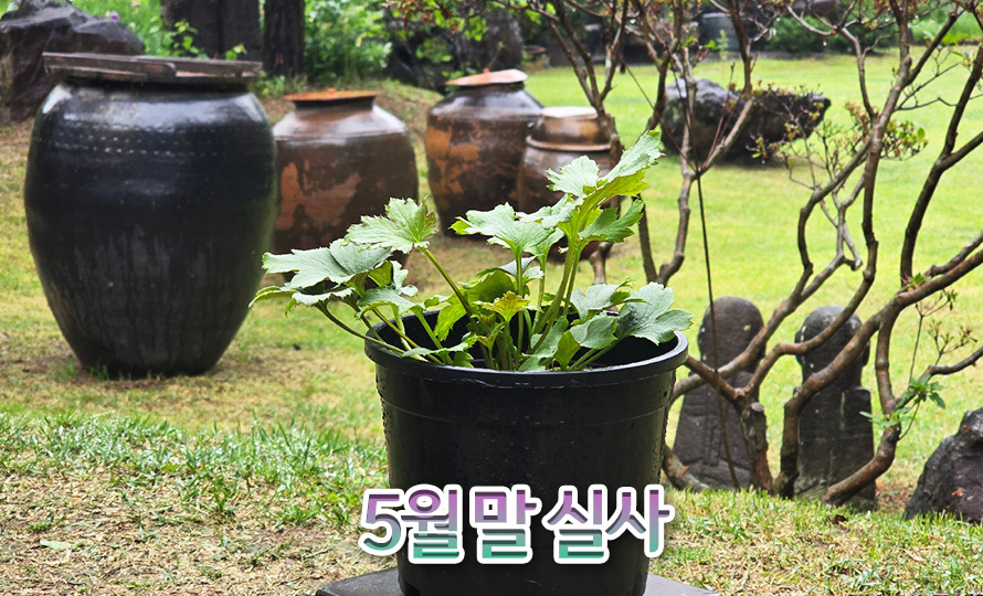 아네모네_모음_46APMYJN_detail2.jpg