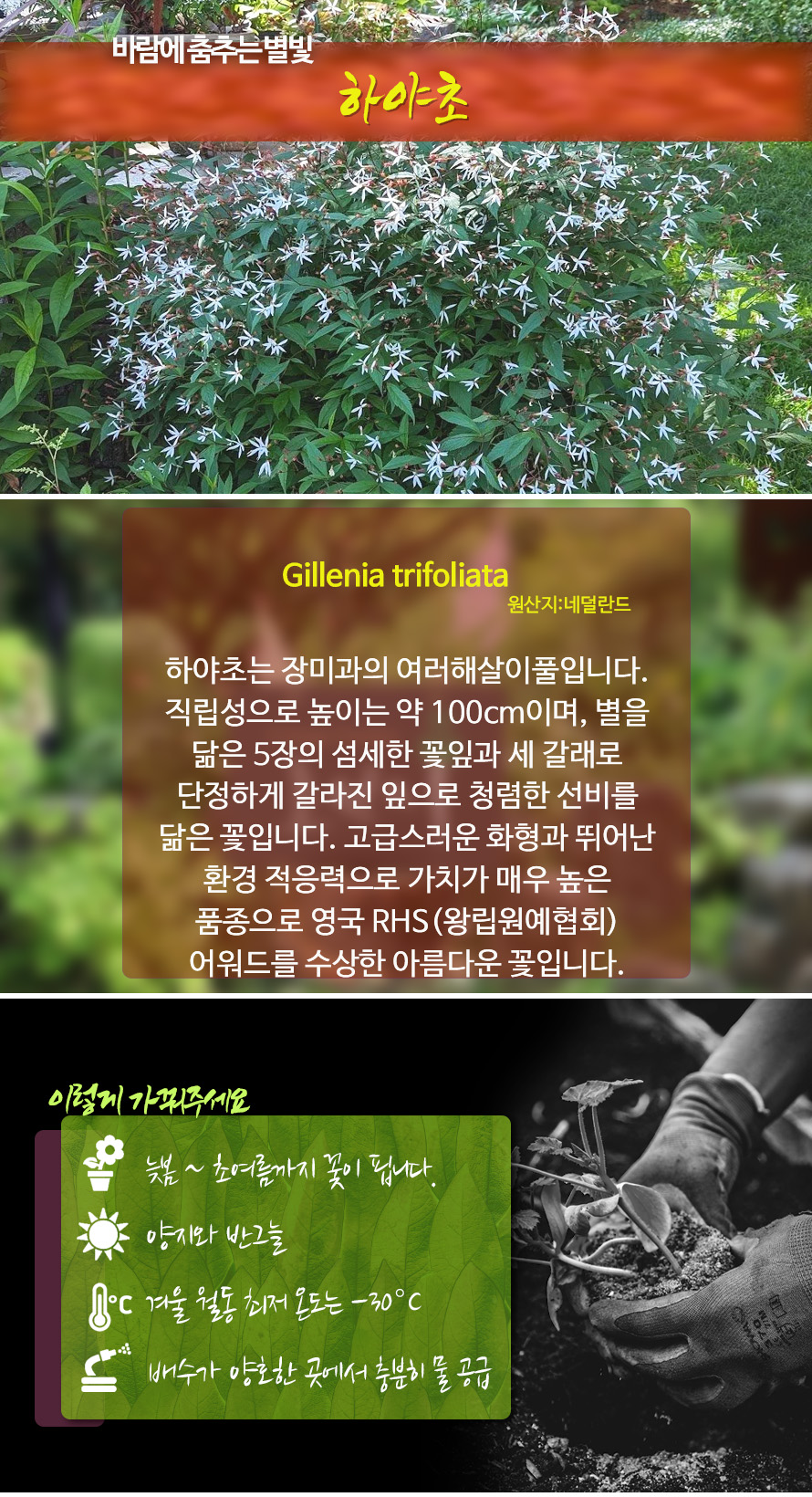 하야초_46OCNODC_detail.jpg