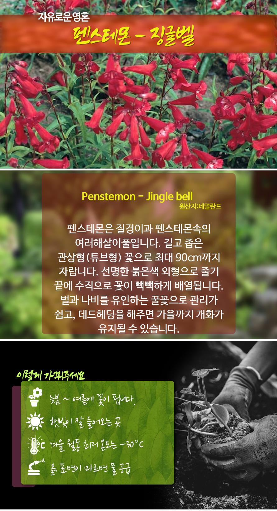 펜스테몬_징글벨즈_46JAFBMA_detail.jpg