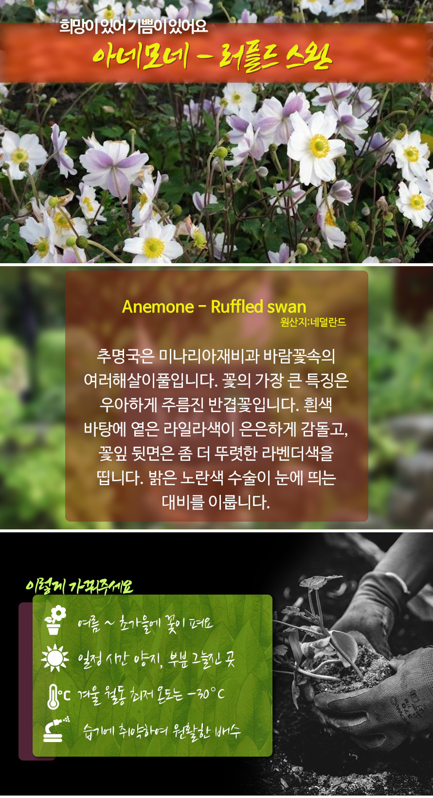 아네모네_러플드스완_45AU_detail.jpg