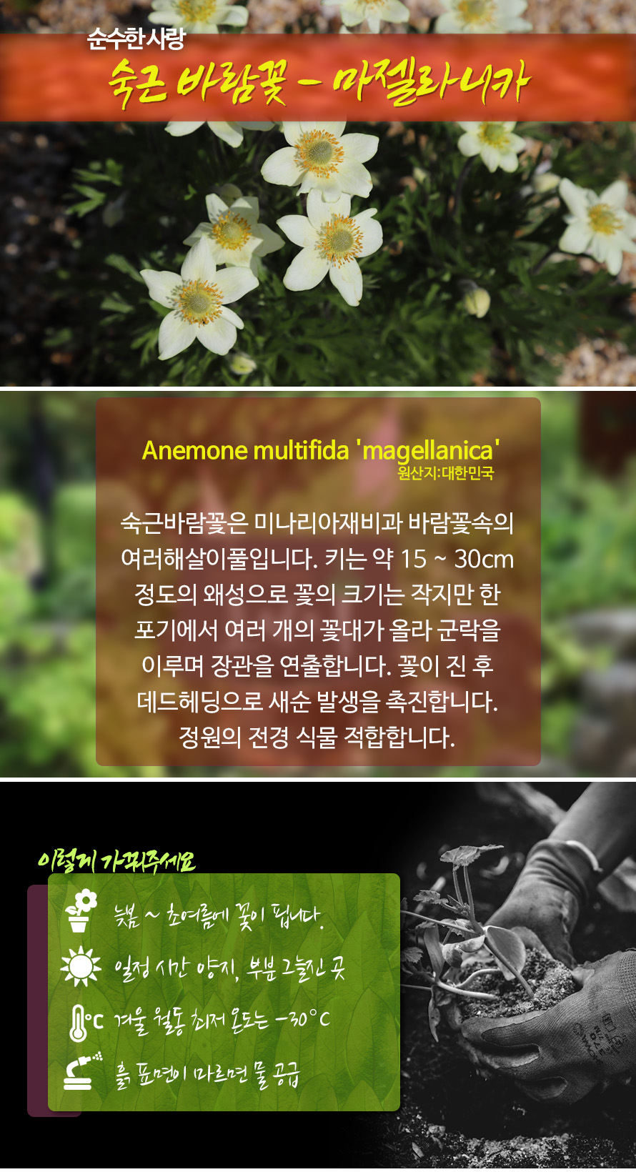 바람꽃_마젤라니카_46APMYJN_detail.jpg