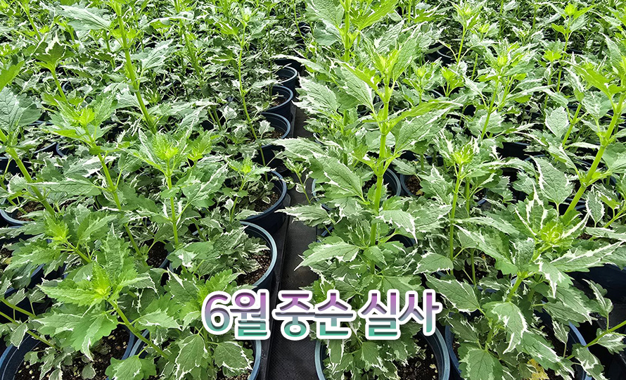배초향_크레이지포춘_45JN_detail2.jpg
