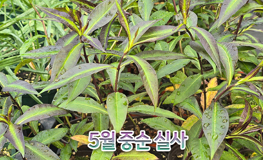 플록스_레드라이딩_46APMYJN_detail2.jpg