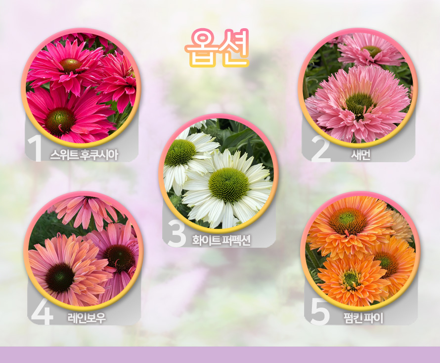 에키네시아_썬시커_모음_46APMYJN_detail_options.jpg