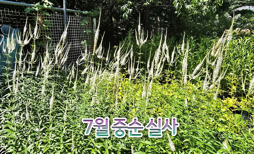 미국냉초_앨범_45JL_detail2.jpg