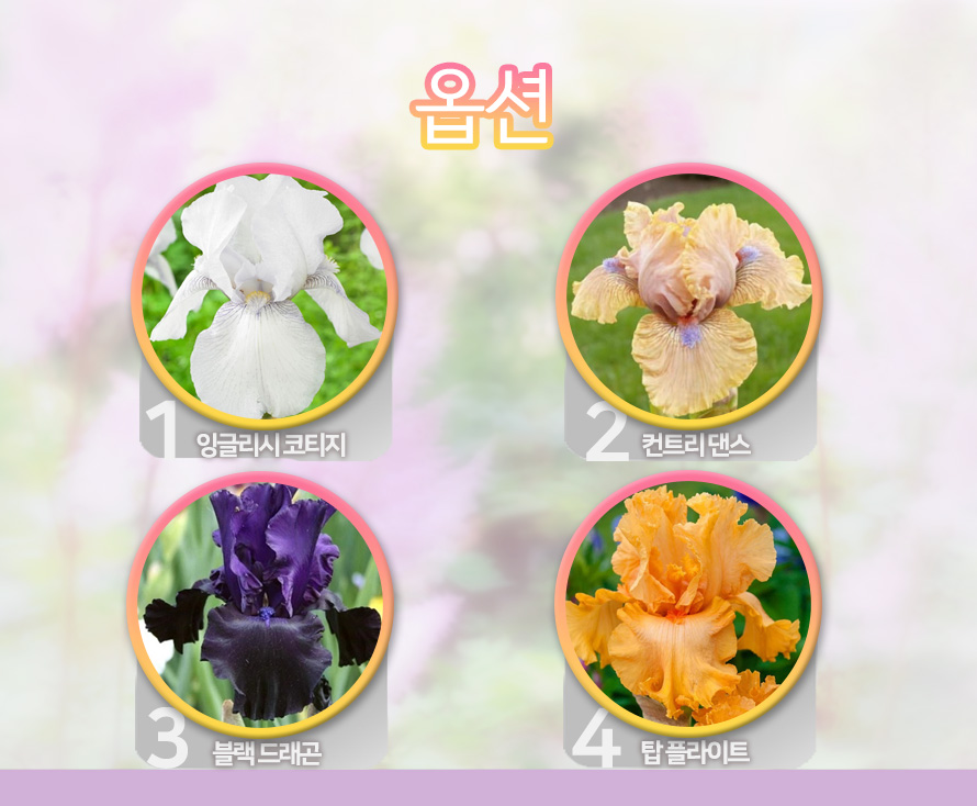 독일붓꽃_모음_46JLAUST_detail_options.jpg