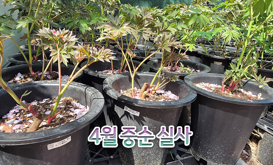 작약모음_45AP_detail2.jpg