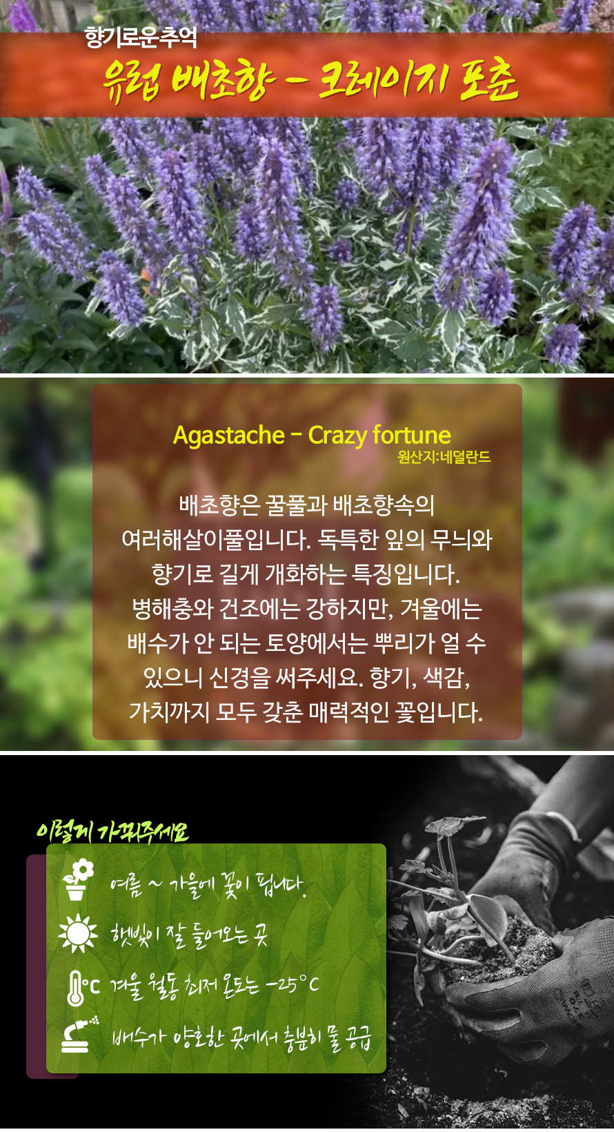 배초향_크레이지포춘_45JN_detail.jpg