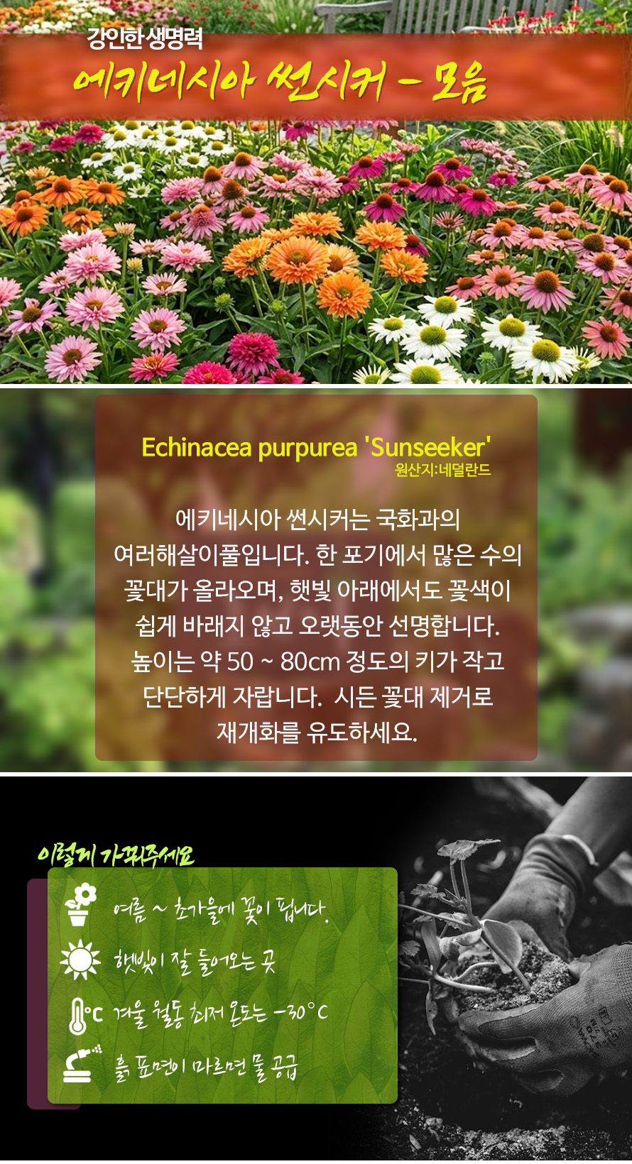 에키네시아_썬시커_모음_46APMYJN_detail.jpg