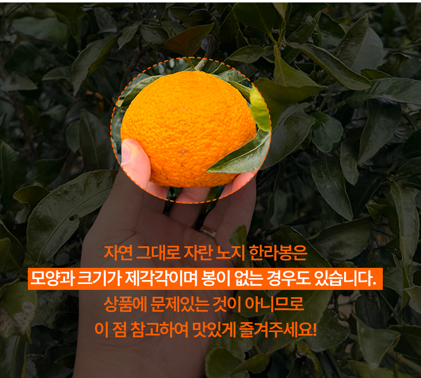 한라봉_상세페이지_06.jpg