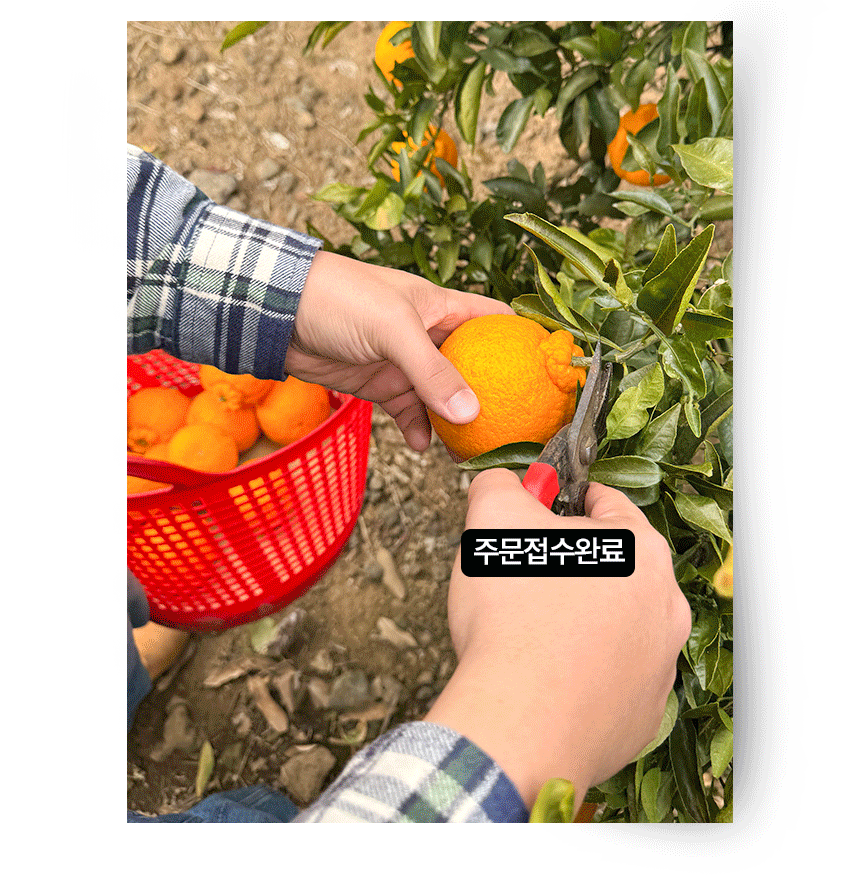 한라봉_상세페이지_03.gif