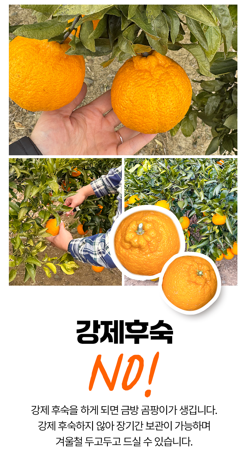 한라봉_상세페이지_05.jpg