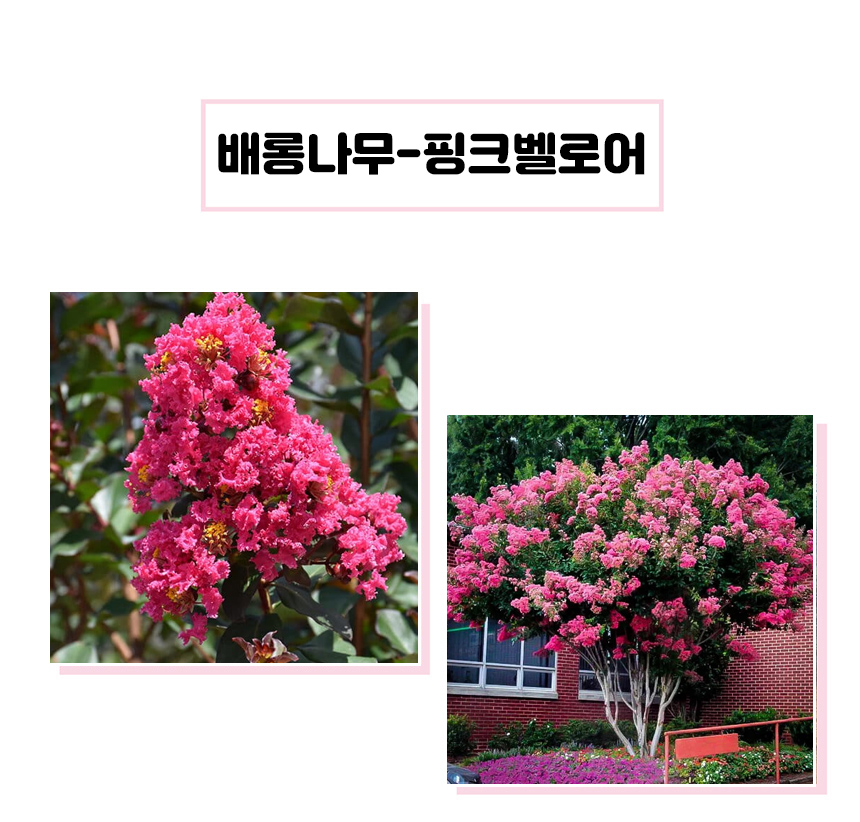 핑크벨로어상세1.jpg
