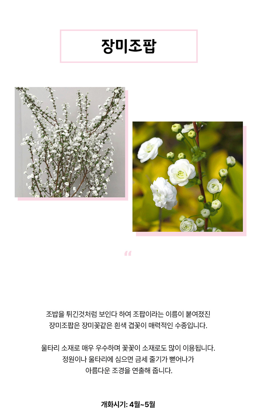장미조팝상세세부1.jpg