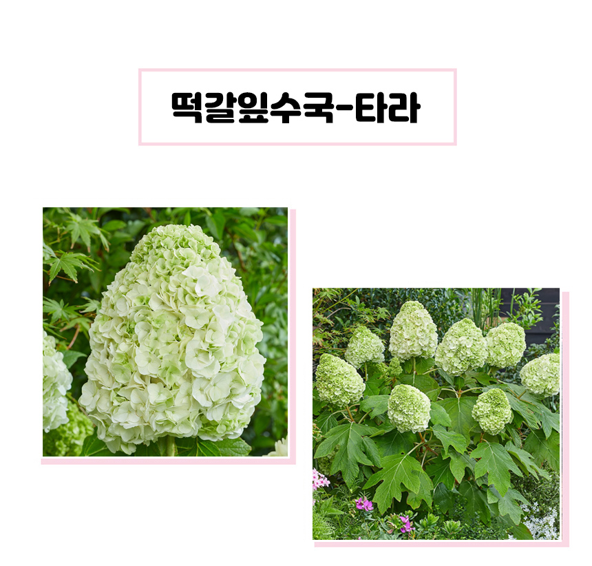 타라상세세부1.jpg