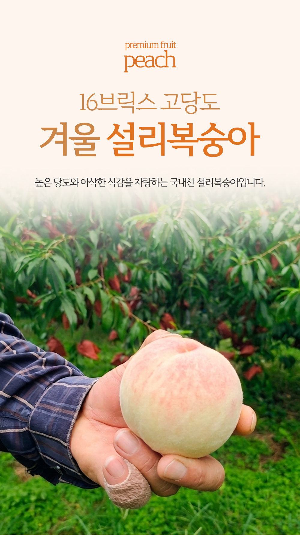 설리복숭아_01.jpg