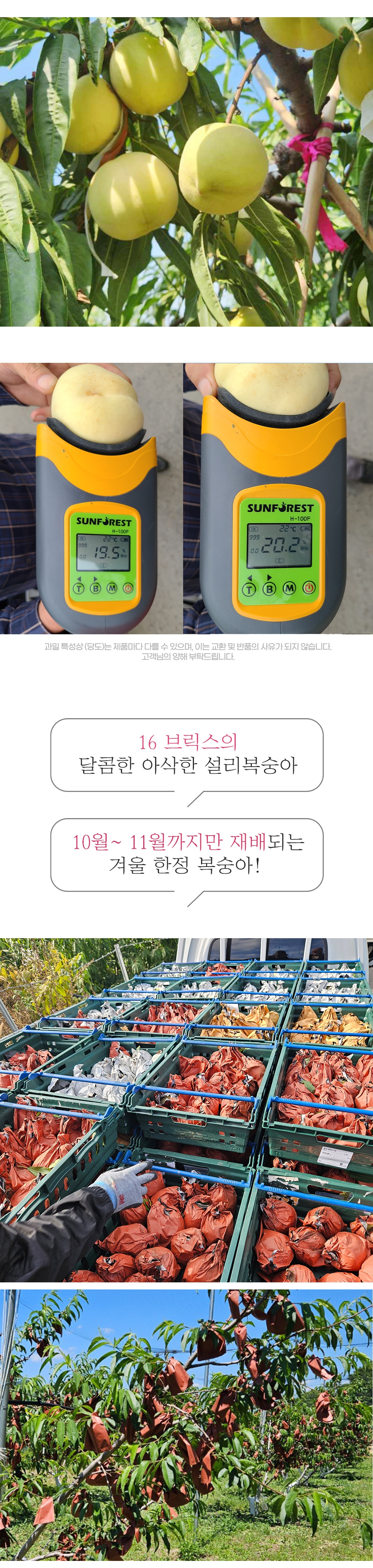 0설리복숭아_05.jpg