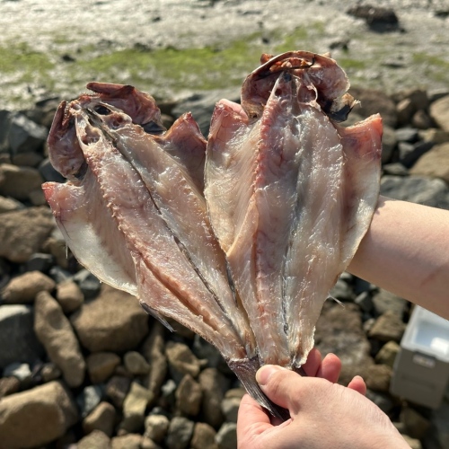 국내산 반건조 민어 4미 마리당 31cm 내외 말린생선