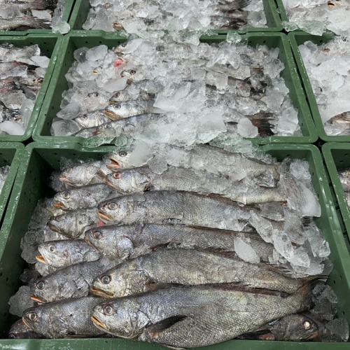 국내산 반건조 민어 4미 마리당 31cm 내외 말린생선